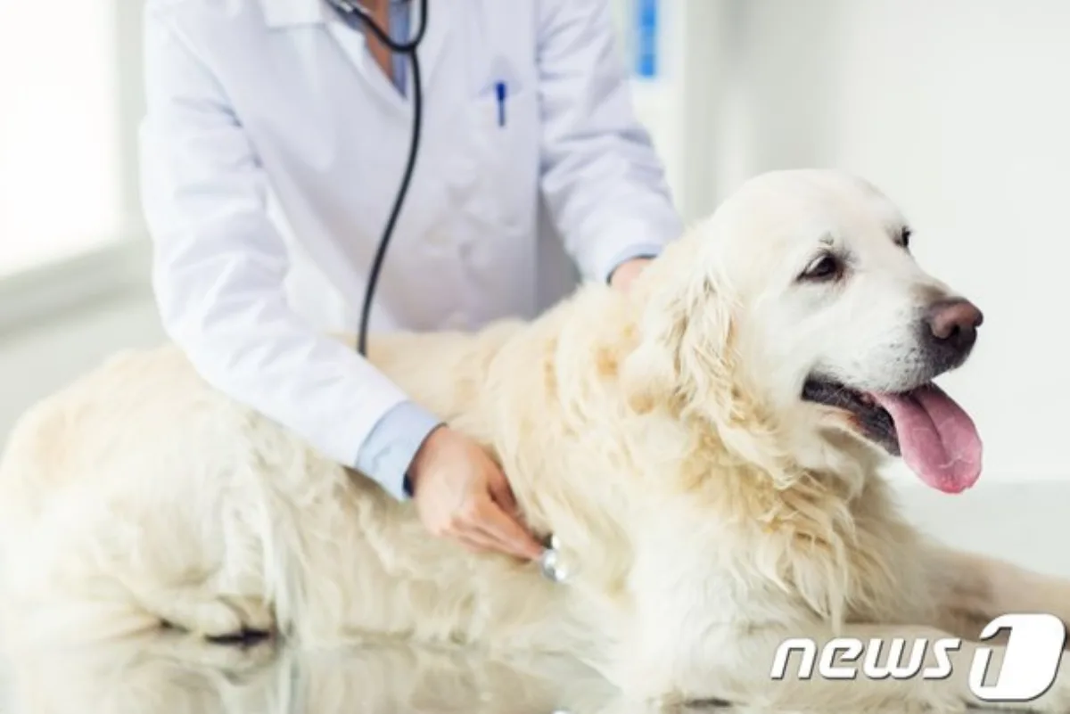 동물병원 얼라이언스 코벳 출범 보도 사진